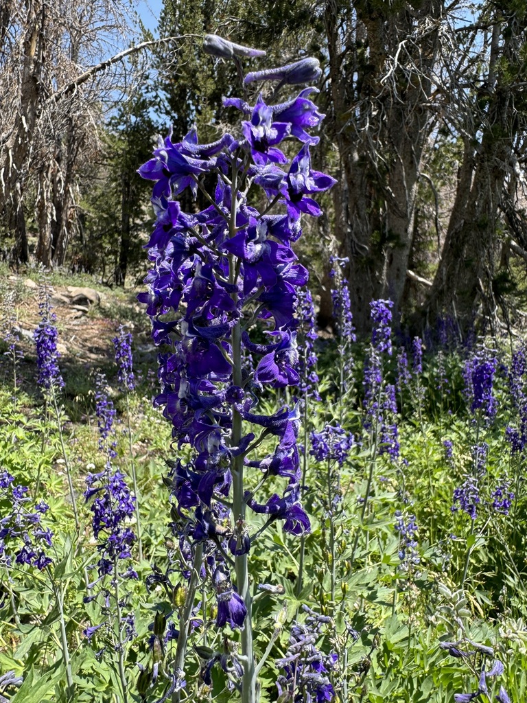 Tall Larkspur