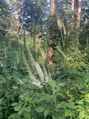 Black Cohosh detail