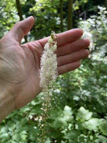 Black Cohosh detail