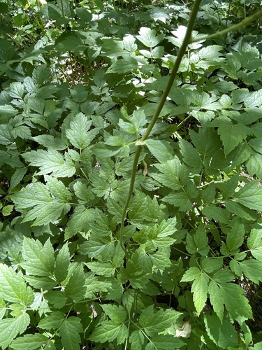 Black Cohosh detail