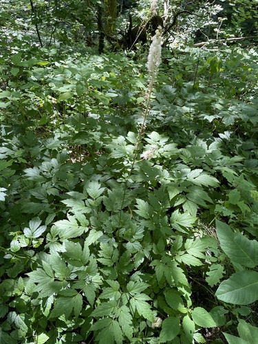 Black Cohosh detail
