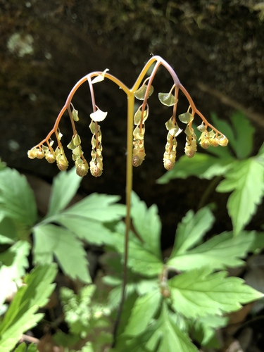Maidenhair Fern detail
