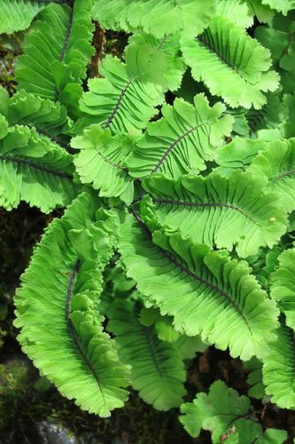 Maidenhair Fern detail