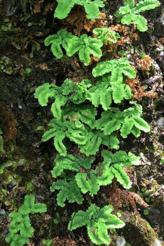 Maidenhair Fern detail