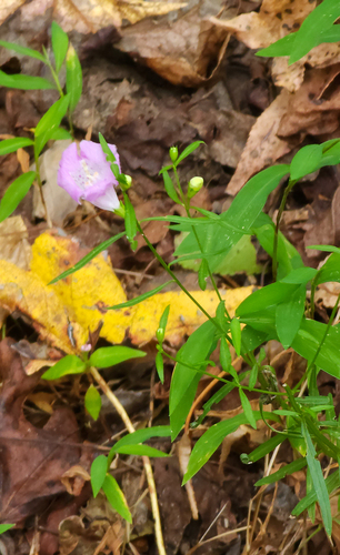 Purple False Foxglove detail