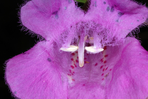 Purple False Foxglove detail