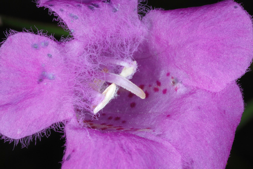 Purple False Foxglove detail