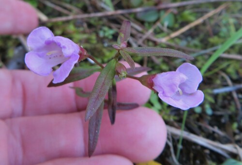 Slender-leaved False Foxglove detail