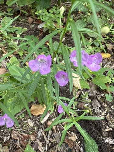 Slender-leaved False Foxglove detail