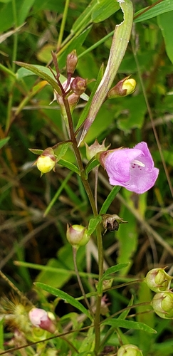 Slender-leaved False Foxglove detail