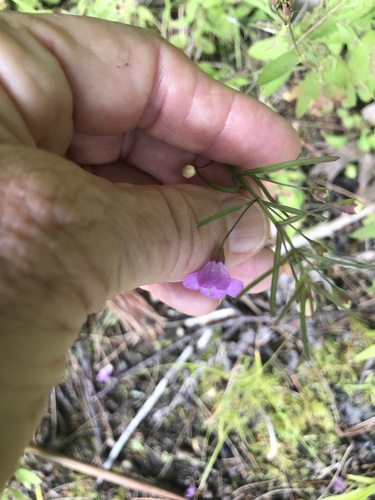 Slender-leaved False Foxglove detail