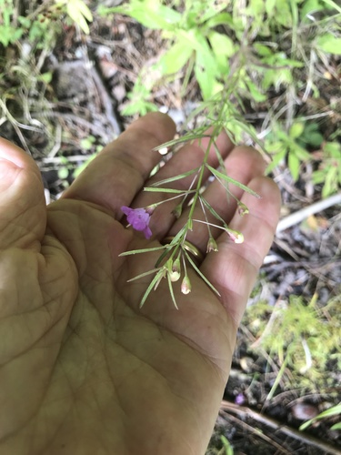 Slender-leaved False Foxglove detail