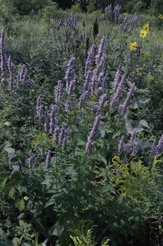 Anise Hyssop detail