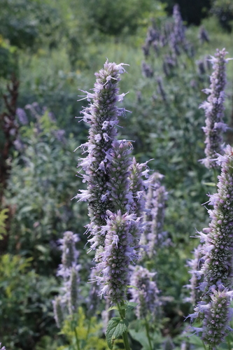Anise Hyssop detail