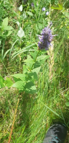 Anise Hyssop detail