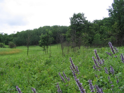 Anise Hyssop detail
