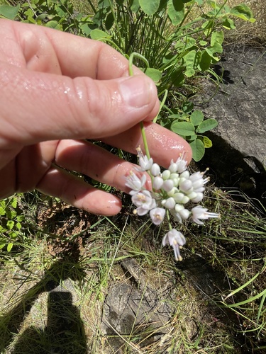 Nodding Onion detail