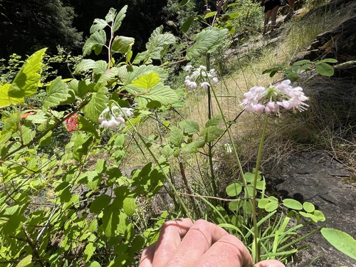 Nodding Onion detail