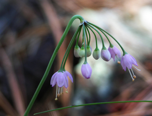 Nodding Onion detail