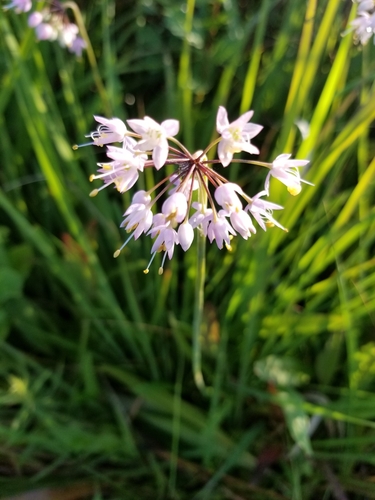 Nodding Onion detail