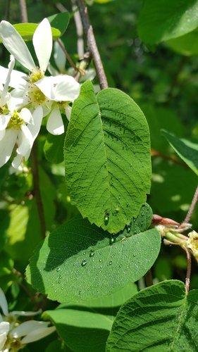 Eastern Serviceberry detail
