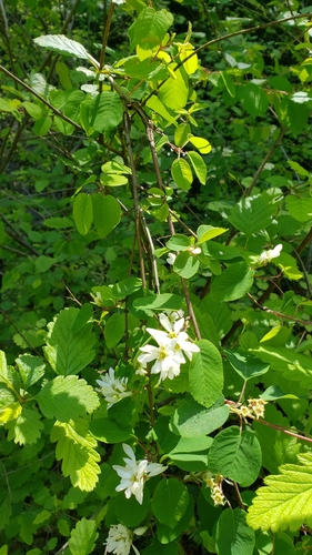 Eastern Serviceberry detail