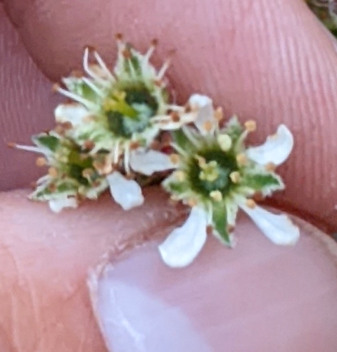 Eastern Serviceberry detail