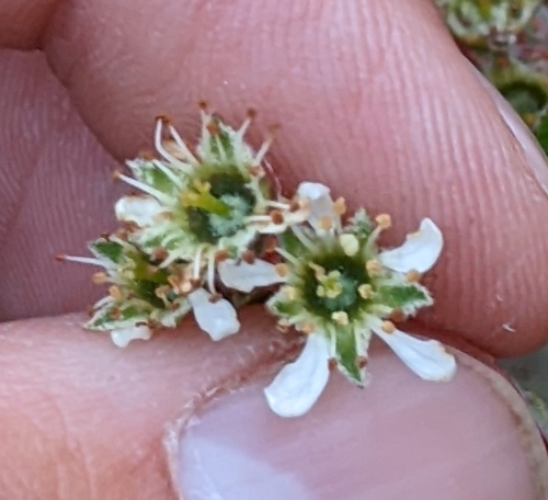 Eastern Serviceberry detail