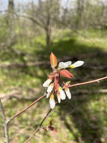 Allegheny Serviceberry detail