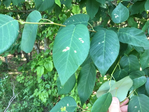 Allegheny Serviceberry detail