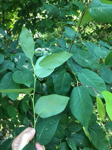 Allegheny Serviceberry detail
