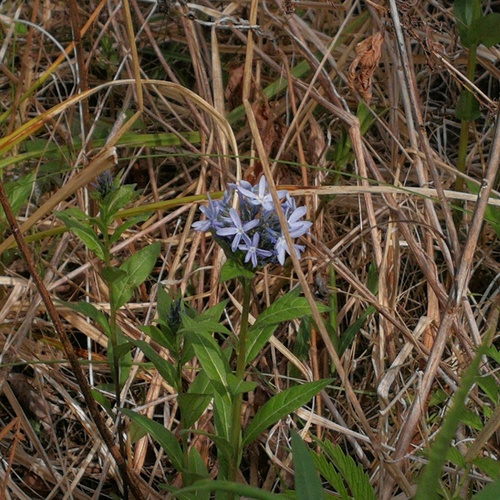 Eastern Bluestar detail