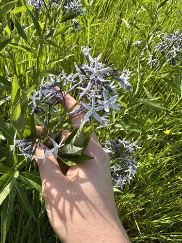 Eastern Bluestar detail