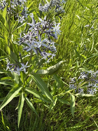 Eastern Bluestar detail