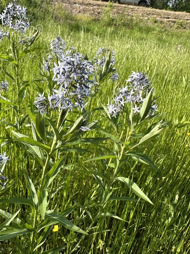 Eastern Bluestar detail