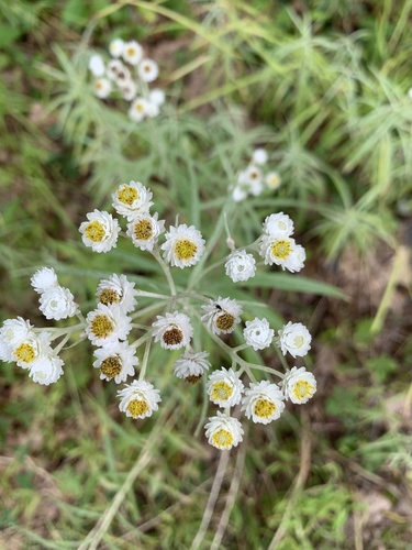 Pearly Everlasting detail
