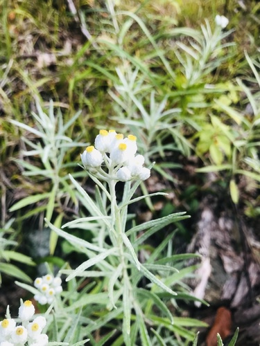 Pearly Everlasting detail