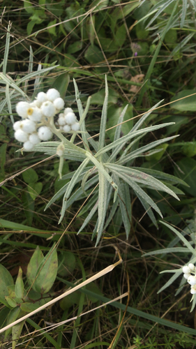 Pearly Everlasting detail
