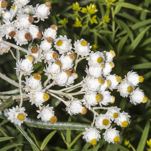 Pearly Everlasting detail