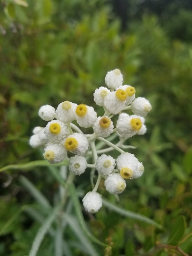 Pearly Everlasting detail
