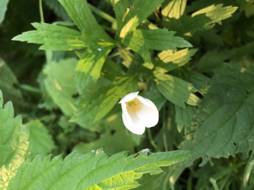 Canada Anemone detail