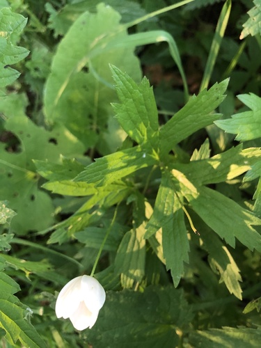 Canada Anemone detail