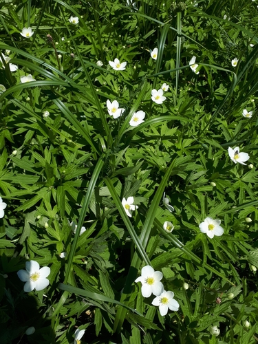 Canada Anemone detail