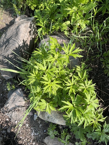 Canada Anemone detail