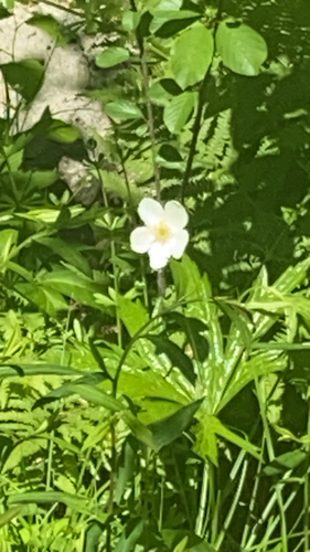 Canada Anemone detail