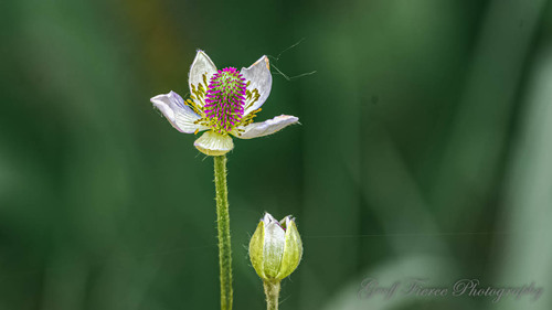 Thimbleweed detail