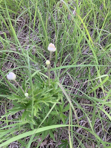 Thimbleweed detail