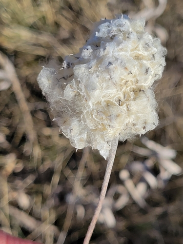 Thimbleweed detail