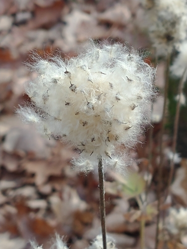 Tall Thimbleweed detail