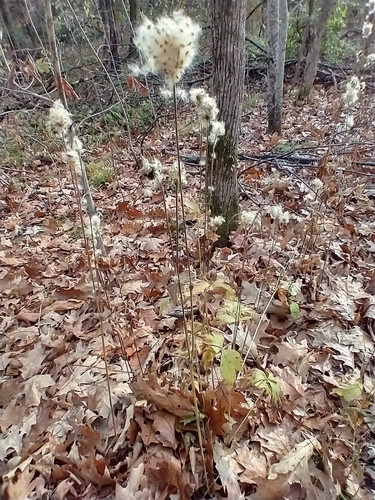 Tall Thimbleweed detail